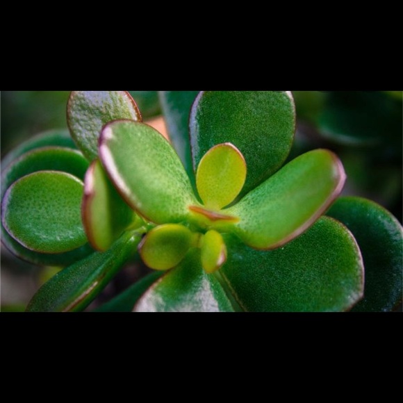 SOLD 🌱 Jade Starter Plant - Picture 5 of 5